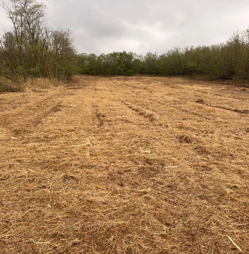 Rodung Tierheim Varna